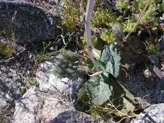 Atrichoseris platyphylla