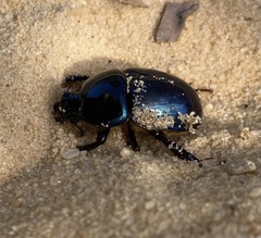 Peltotrupes profundus