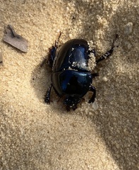 Peltotrupes profundus