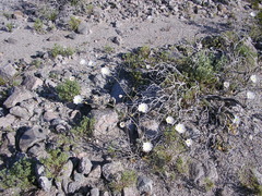 Atrichoseris platyphylla