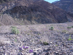 Atrichoseris platyphylla