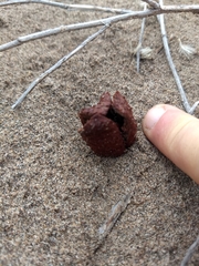 Prosopanche bonacinae