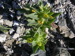 Mohavea breviflora