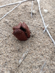 Prosopanche bonacinae