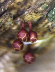 Trichia botrytis