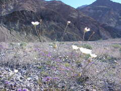 Atrichoseris platyphylla