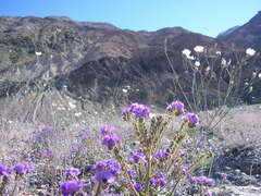 Phacelia calthifolia