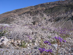 Phacelia calthifolia