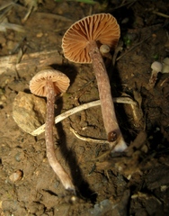 Tubaria conspersa