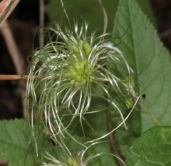 Clematis virginiana