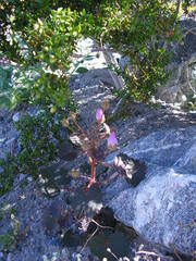 Eremalche rotundifolia