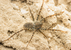 Pardosa morosa