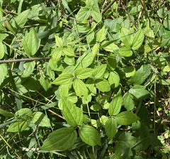 Clematis virginiana