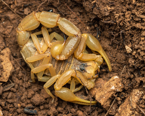 Common Yellow Scorpion, photo 2 of 10