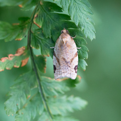 Paramesia gnomana