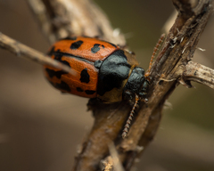 Gonioctena variabilis