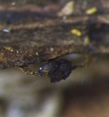 Physarum polycephalum