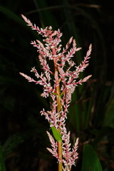 Helmholtzia glaberrima