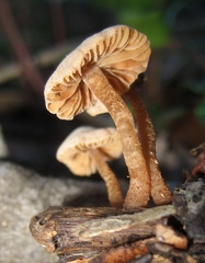Tubaria romagnesiana