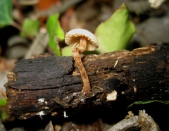 Tubaria romagnesiana