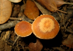 Tubaria romagnesiana
