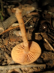 Tubaria romagnesiana