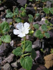 Phacelia campanularia