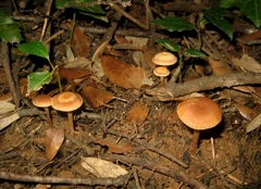 Tubaria romagnesiana