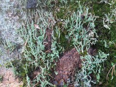 Cladonia cornuta cornuta