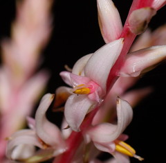 Helmholtzia glaberrima