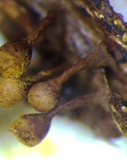 Trichia botrytis