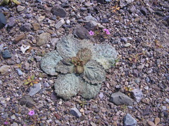 Atrichoseris platyphylla