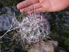 Sclerocactus polyancistrus