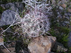 Sclerocactus polyancistrus