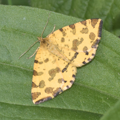 Pseudopanthera macularia