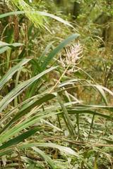 Helmholtzia glaberrima