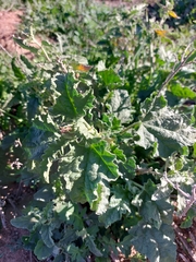 Sphaeralcea coulteri