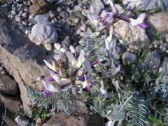 Astragalus layneae