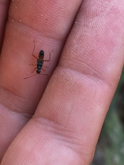 Beosus quadripunctatus