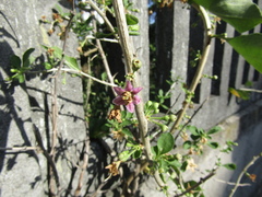 Lycium chinense