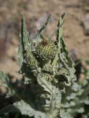 Cirsium cymosum canovirens