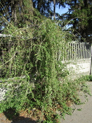 Lycium chinense