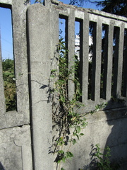 Lycium chinense