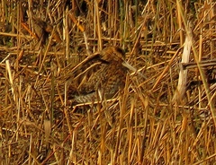 Gallinago gallinago