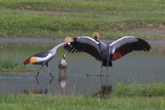 Balearica regulorum