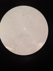 Fusarium tricinctum