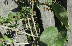 Lycium chinense
