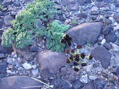 Lomatium mohavense