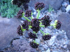 Lomatium mohavense