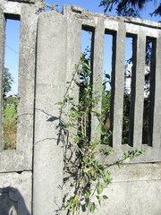 Lycium chinense